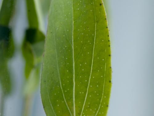 Millepertuis commun (Hypericum perforatum)_4