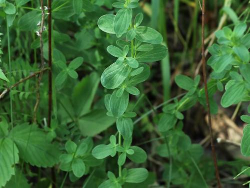 Millepertuis commun (Hypericum perforatum)_10