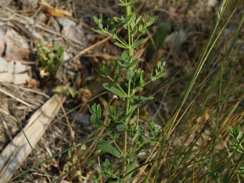 Millepertuis commun (Hypericum perforatum)_13