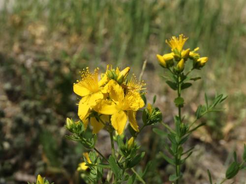 Millepertuis commun (Hypericum perforatum)_14