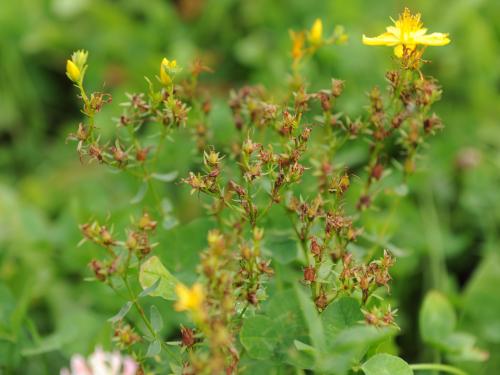 Millepertuis commun (Hypericum perforatum)_15