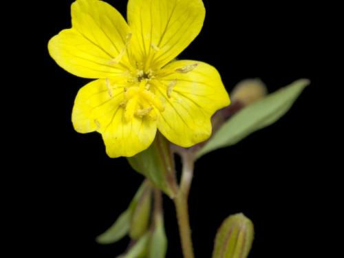 Onagre vivace (Oenothera perennis)_3