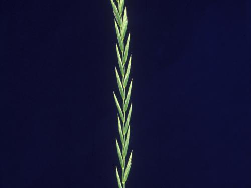 Chiendent(Elymus repens)_1