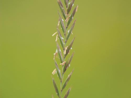 Chiendent(Elymus repens)_7