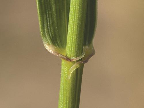 Chiendent(Elymus repens)_11