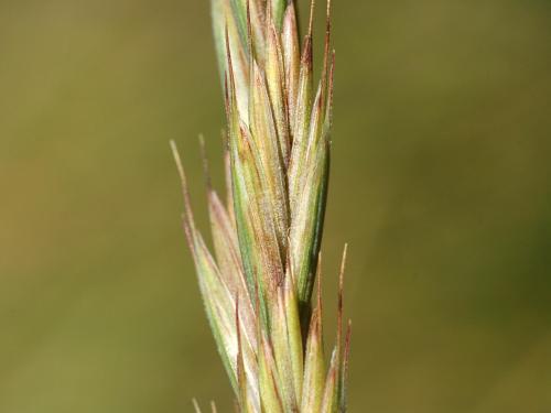 Chiendent(Elymus repens)_14