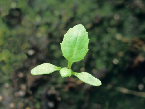 Seneçon vulgaire (Senecio vulgaris)_2