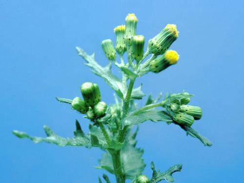 Seneçon vulgaire (Senecio vulgaris)_3