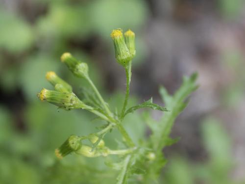 Seneçon vulgaire (Senecio vulgaris)_9