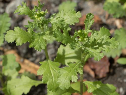 Seneçon vulgaire (Senecio vulgaris)_11