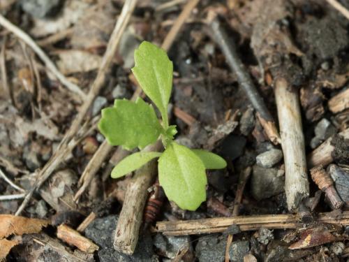 Seneçon vulgaire (Senecio vulgaris)_13