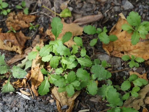 Seneçon vulgaire (Senecio vulgaris)_17