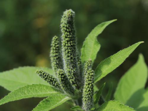 Grande herbe à poux (Ambrosia trifida)_17