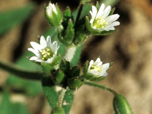 Céraiste vulgaire(Cerastium fontanum)_2