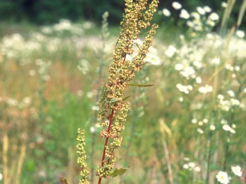 Patience crépue (Rumex crispus)_7