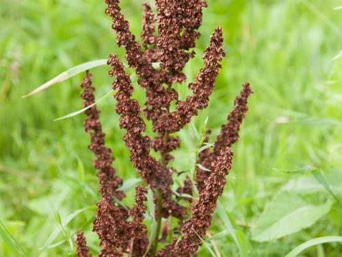 Patience crépue (Rumex crispus)_9