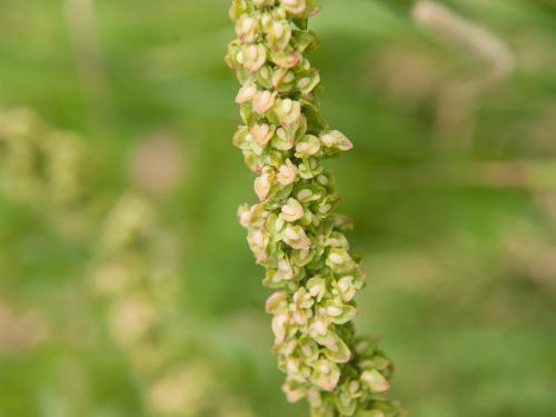 Patience crépue (Rumex crispus)_14