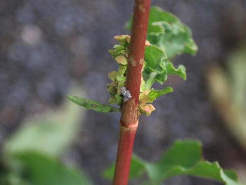 Patience crépue (Rumex crispus)_19