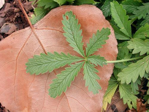 Potentille dressée (Potentilla recta)_2