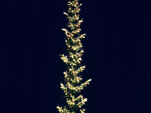 Sétaire verticillée (Setaria verticillata)_2