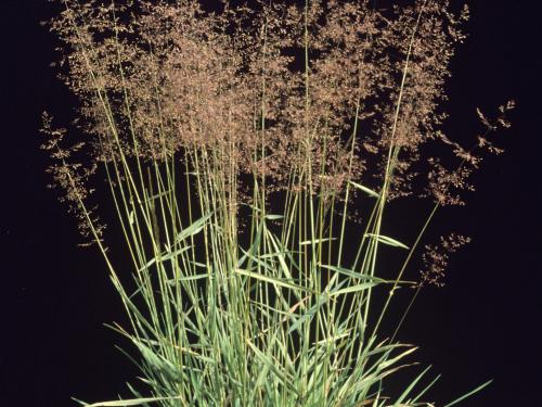 Agrostide blanche(Agrostis gigantea)_1