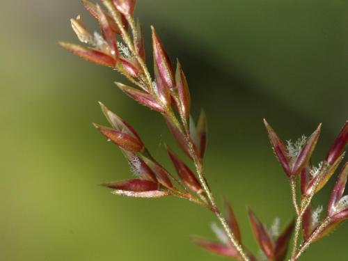 Agrostide blanche(Agrostis gigantea)_13