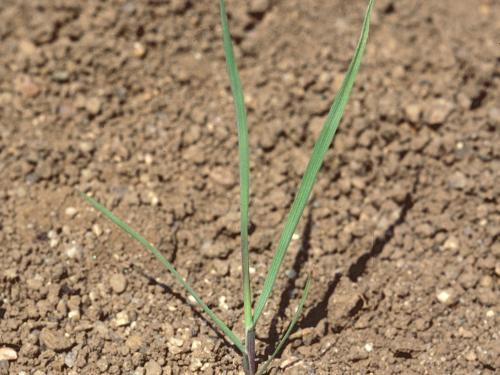 Agrostide blanche(Agrostis gigantea)_14