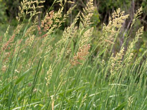 Alpiste roseau(Phalaris arundinacea)_1