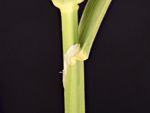 Alpiste roseau(Phalaris arundinacea)_10