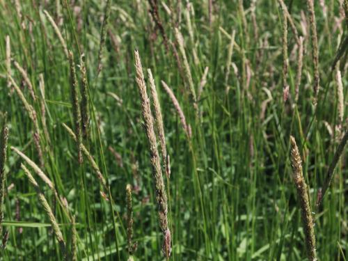 Alpiste roseau(Phalaris arundinacea)_12