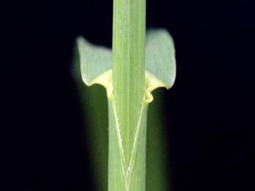 Brome inerme(Bromus inermis)_5