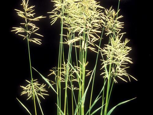 Brome inerme(Bromus inermis)_9