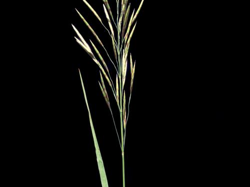 Brome inerme(Bromus inermis)_10