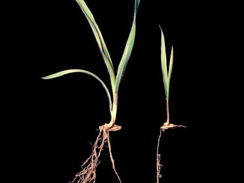 Brome inerme(Bromus inermis)_12