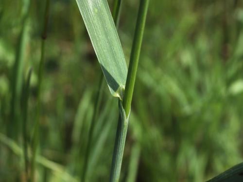 Brome inerme(Bromus inermis)_14