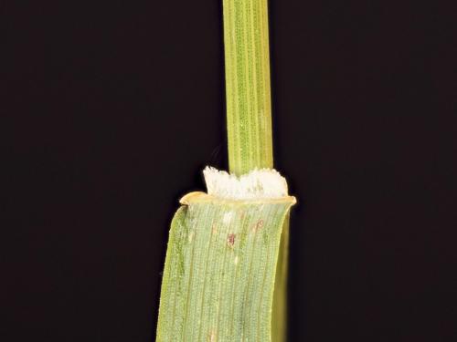 Brome inerme(Bromus inermis)_16