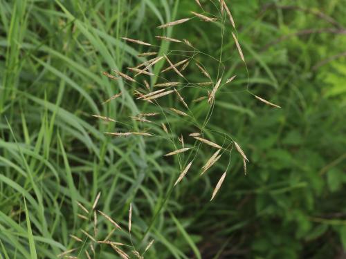 Brome inerme(Bromus inermis)_18