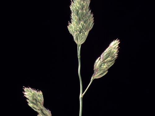 Dactyle pelotonné(Dactylis glomerata)_7