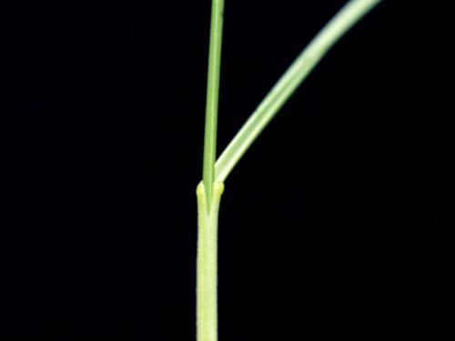 Fétuque rouge (Festuca rubra)_6