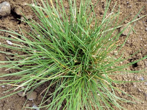 Fétuque rouge (Festuca rubra)_8