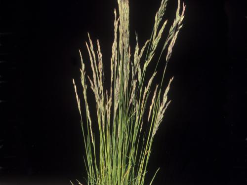 Fétuque rouge (Festuca rubra)_12