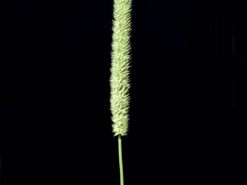 Fléole des prés (Phleum pratense)_7