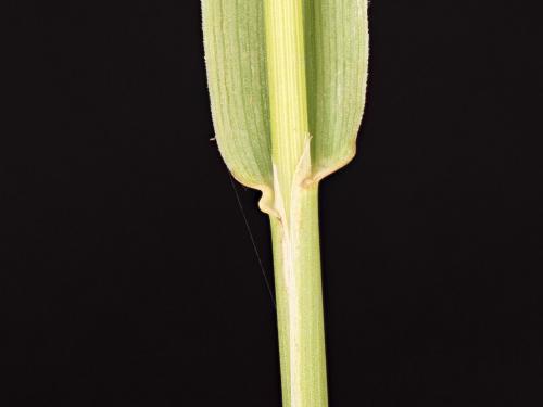 Fléole des prés (Phleum pratense)_10