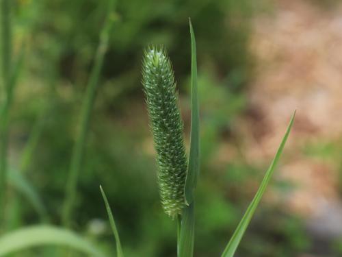 Fléole des prés (Phleum pratense)_12