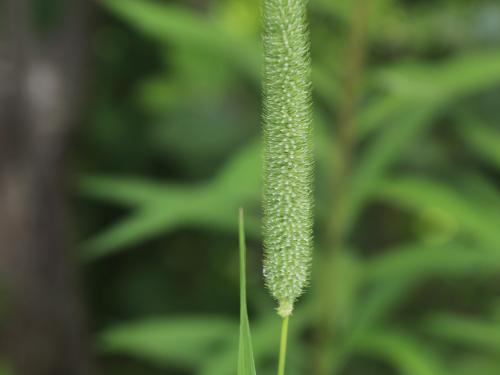 Fléole des prés (Phleum pratense)_13