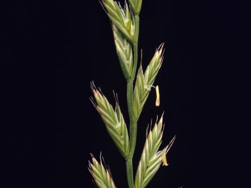 Ivraie multiflore (Lolium multiflorum)_2