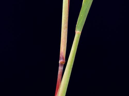 Muhlenbergie feuillée (Muhlenbergia frondosa)_4