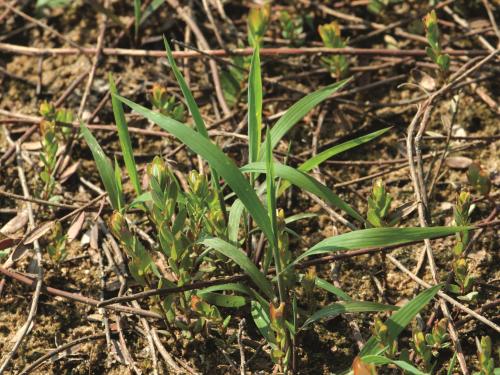 Muhlenbergie feuillée (Muhlenbergia frondosa)_7