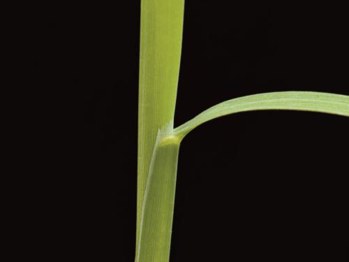 Muhlenbergie feuillée (Muhlenbergia frondosa)_10