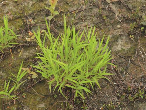 Muhlenbergie feuillée (Muhlenbergia frondosa)_11